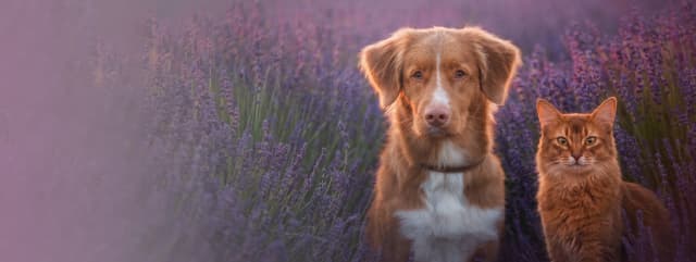 Hero Soul Pets con perro y gato en lavanda