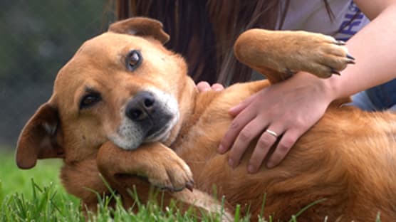 Los Animales y su Bienestar