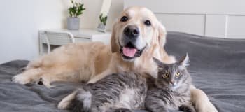 Imagen de ¿Qué edad humana tiene tu mascota?