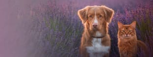 Hero Soul Pets con perro y gato en lavanda