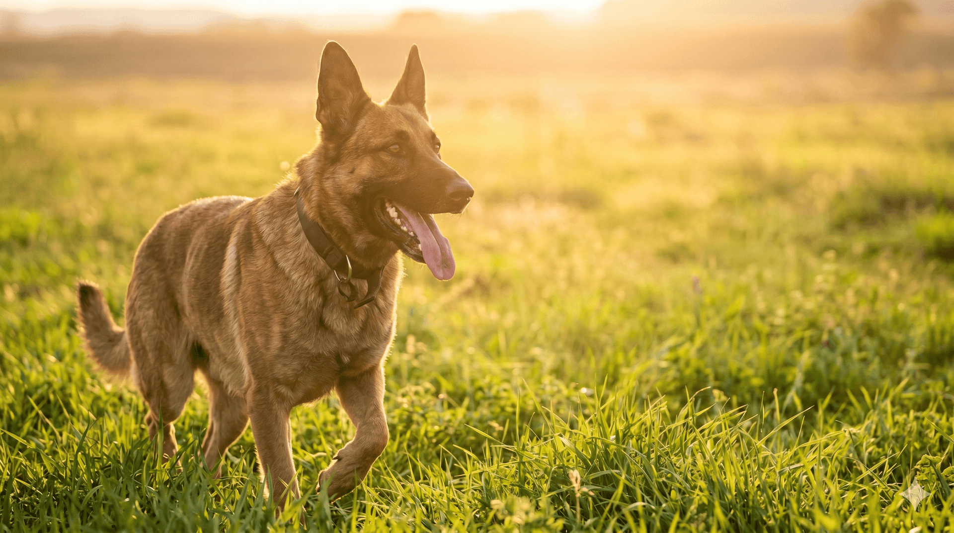 Alimentos y ejercicios para que las mascotas mantengan su masa muscular y calidad de vida