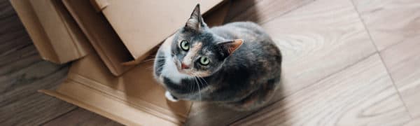 Imagen de Ideas de juguetes caseros para gatos