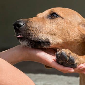 ¿Pensando en adoptar un perro o un gato en navidad? ¡Hazlo responsablemente!