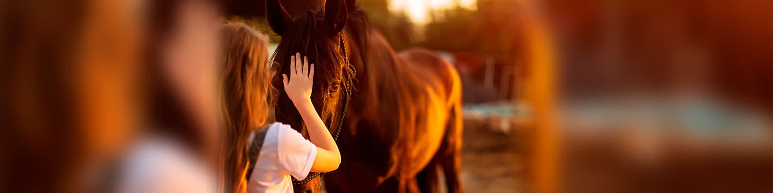 Descalcificación ósea en caballos y cómo detectarla