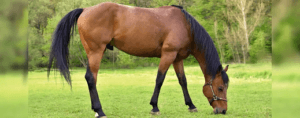 Descalcificación en caballos: Un riesgo silencioso