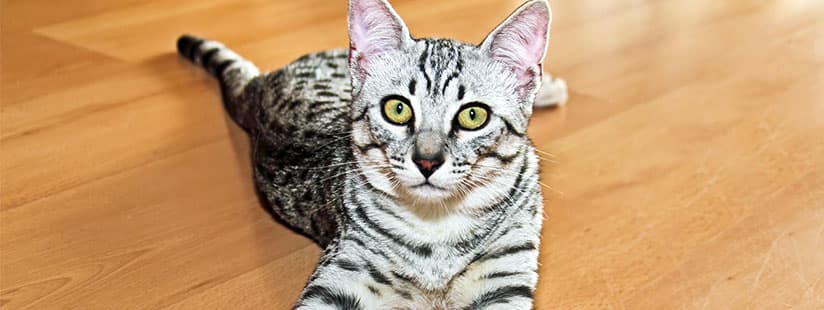 ¿Su mascota tiene problemas digestivos? Estas señales no deben pasarse por alto