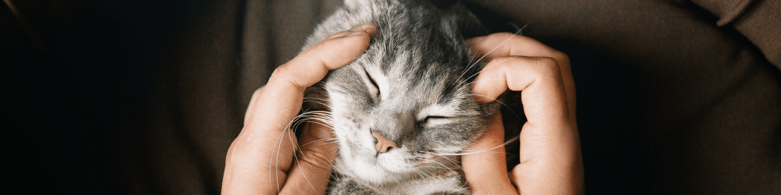 Imagen de Cómo hacer feliz a tu gato ¡Te damos los 7 mejores consejos!