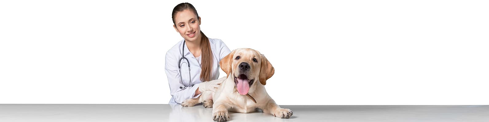 Imagen de Nutrición de las mascotas y sus beneficios en la piel