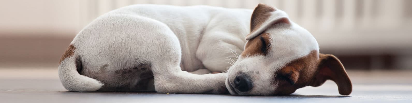 Imagen de Nutrición en perros y gatos con enfermedad renal crónica