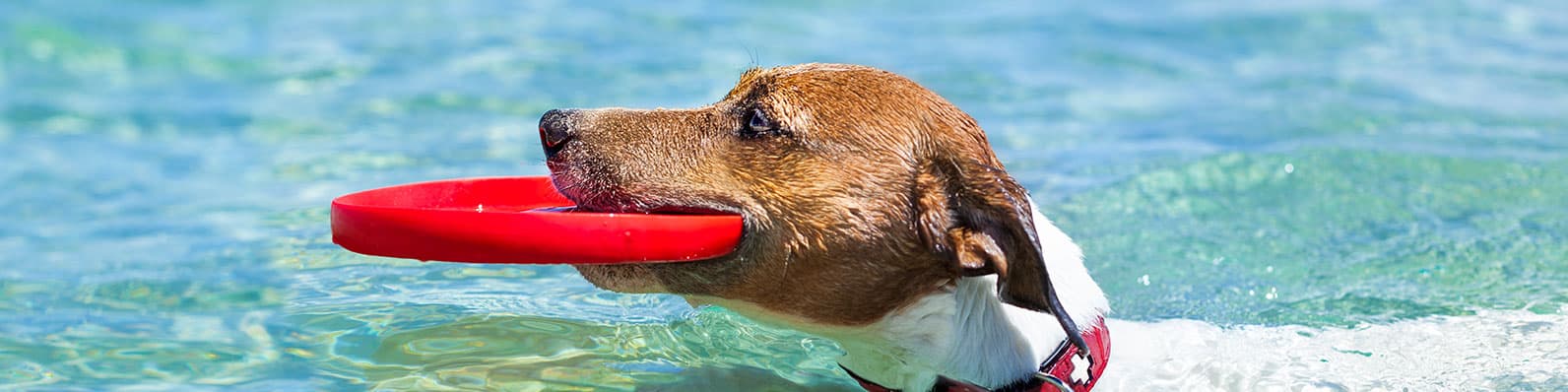 Imagen de Conozca la línea de cosméticos premium de perros y gatos para groomers
