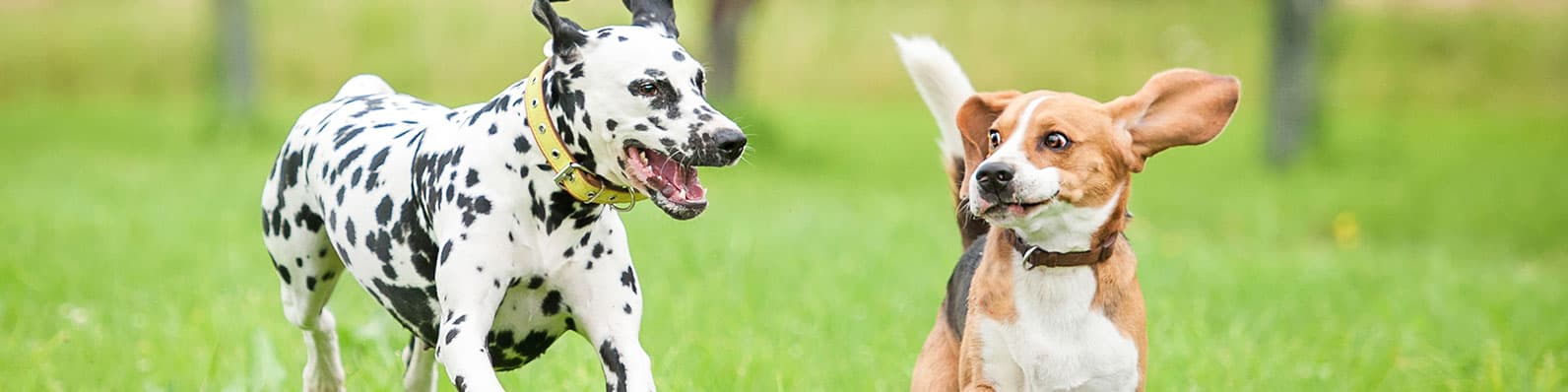 Imagen de Enfermedad Osteoarticular en perros: tratamiento con Ol Trans