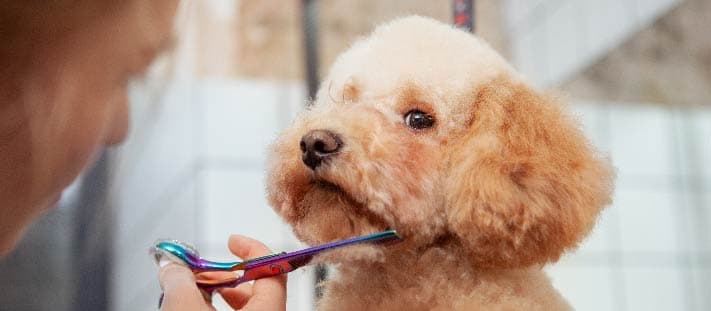 Imagen de Peluquería Canina: Principios y términos generales