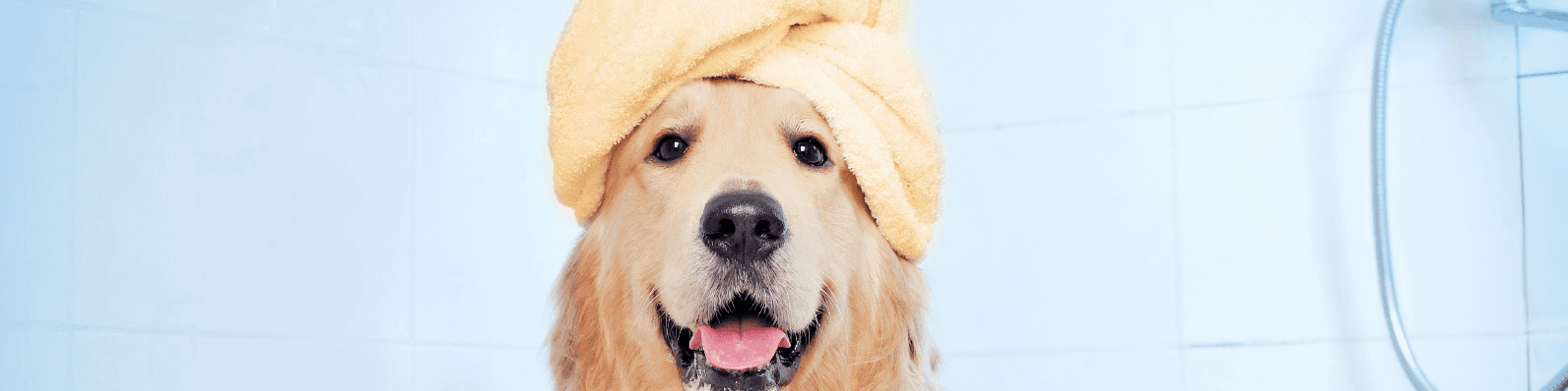 Imagen de Estrategia de redes sociales para una peluquería de mascotas