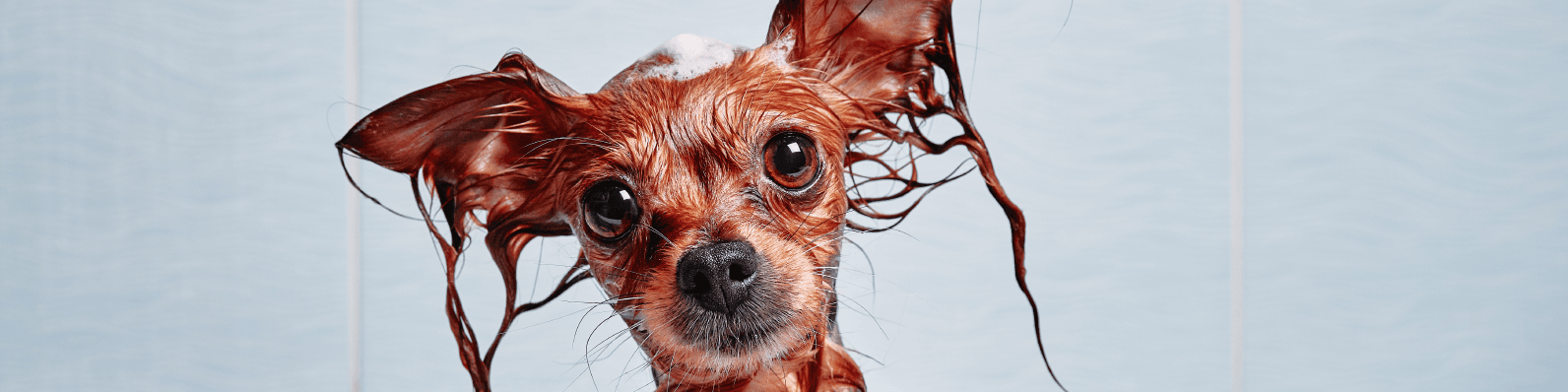 Imagen de Primeros auxilios para perros que todo groomer debe saber