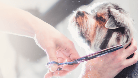 Imagen de Groomers cerca de mí: La clave para posicionar su pet grooming
