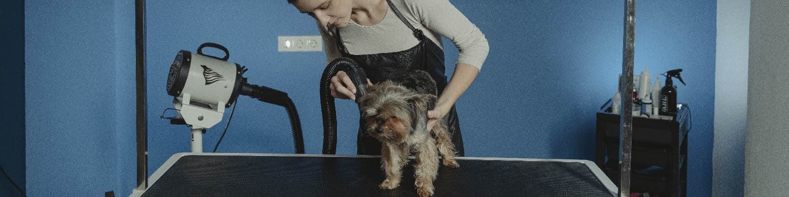 Imagen de 8 Herramientas de marketing para un pet grooming