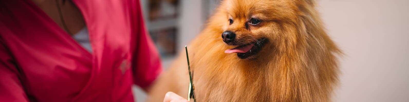 Imagen de 10 cosas que debe saber si quiere ser Pet Groomer