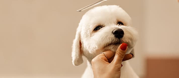 Imagen de ¿Por qué implementar Pet Grooming a domicilio?