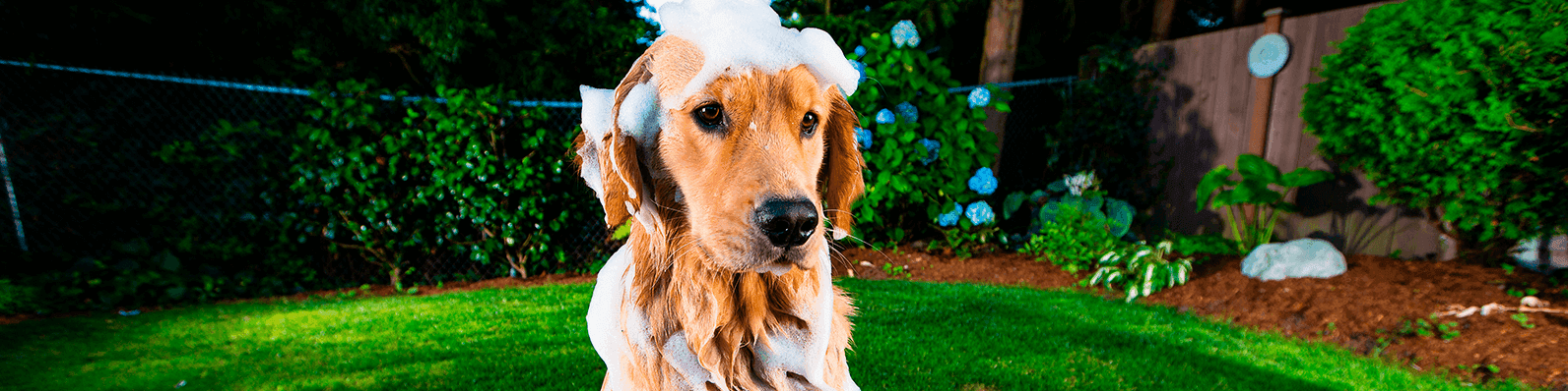 Imagen de Recomendaciones para bañar una mascota
