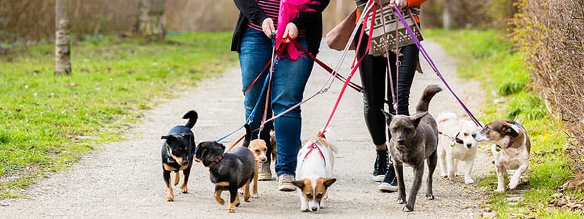Imagen de Consejos para dominar la caminata de los perros con el collar Halti