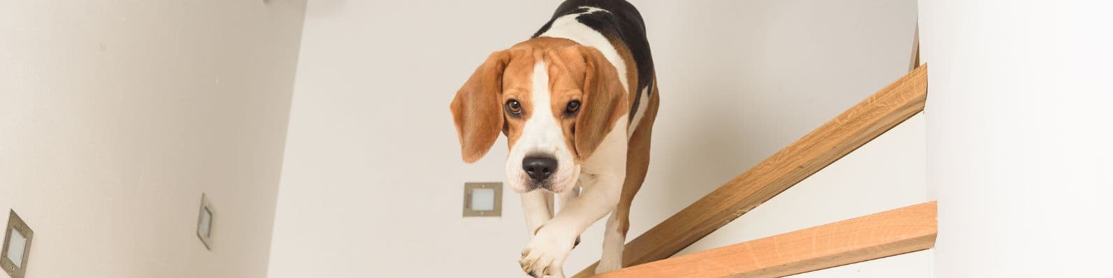 Imagen de Collar Yoos: Alivio para el malestar articular en caninos