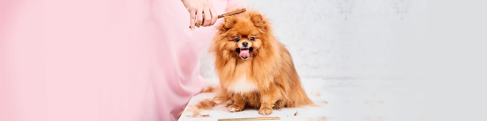 Imagen de Los mejores groomers del mundo