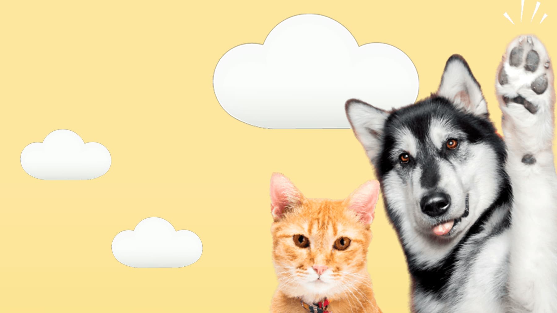 5 Libertades de las mascota senior