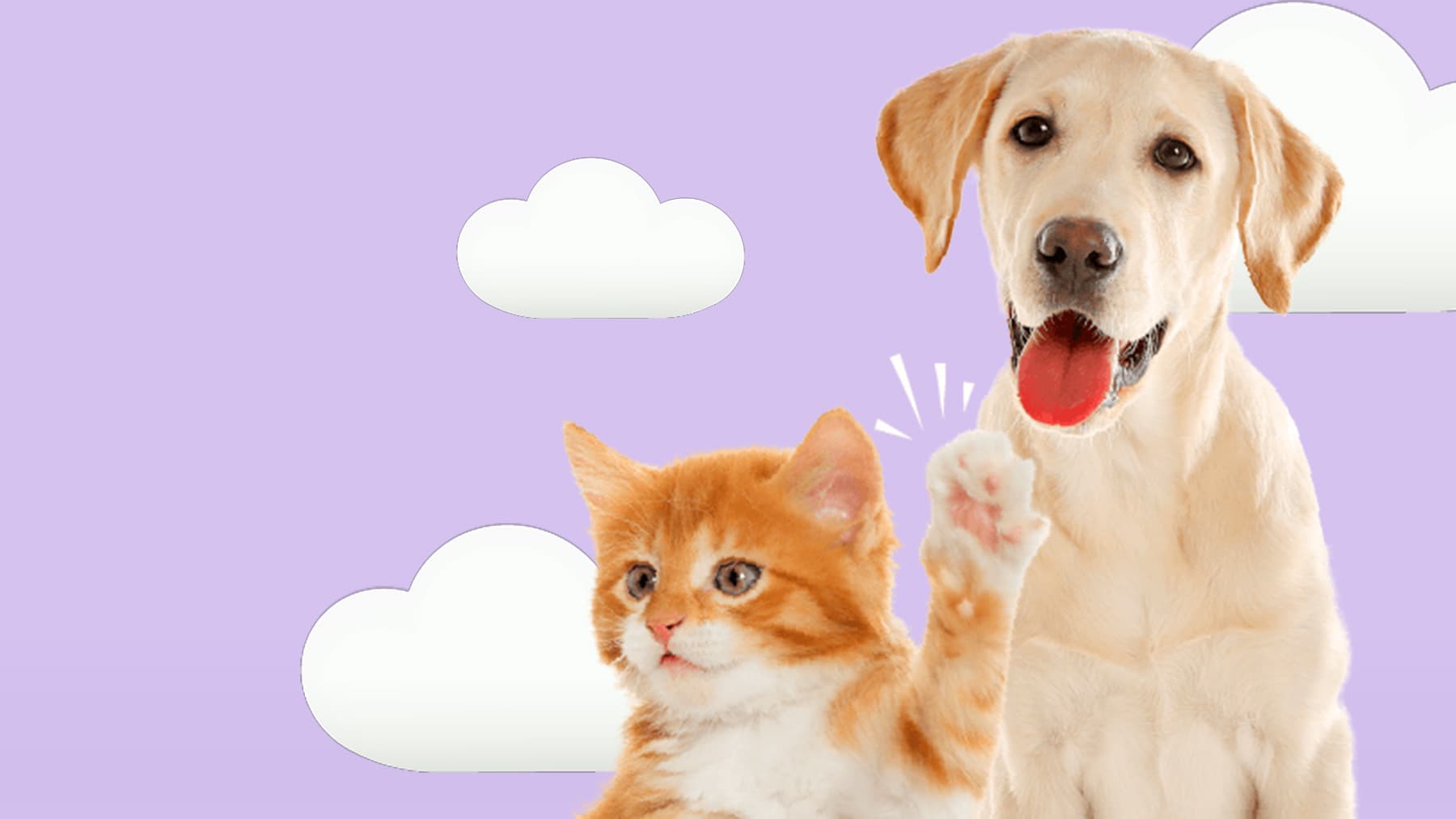 5 Libertades de las mascota Cachorro