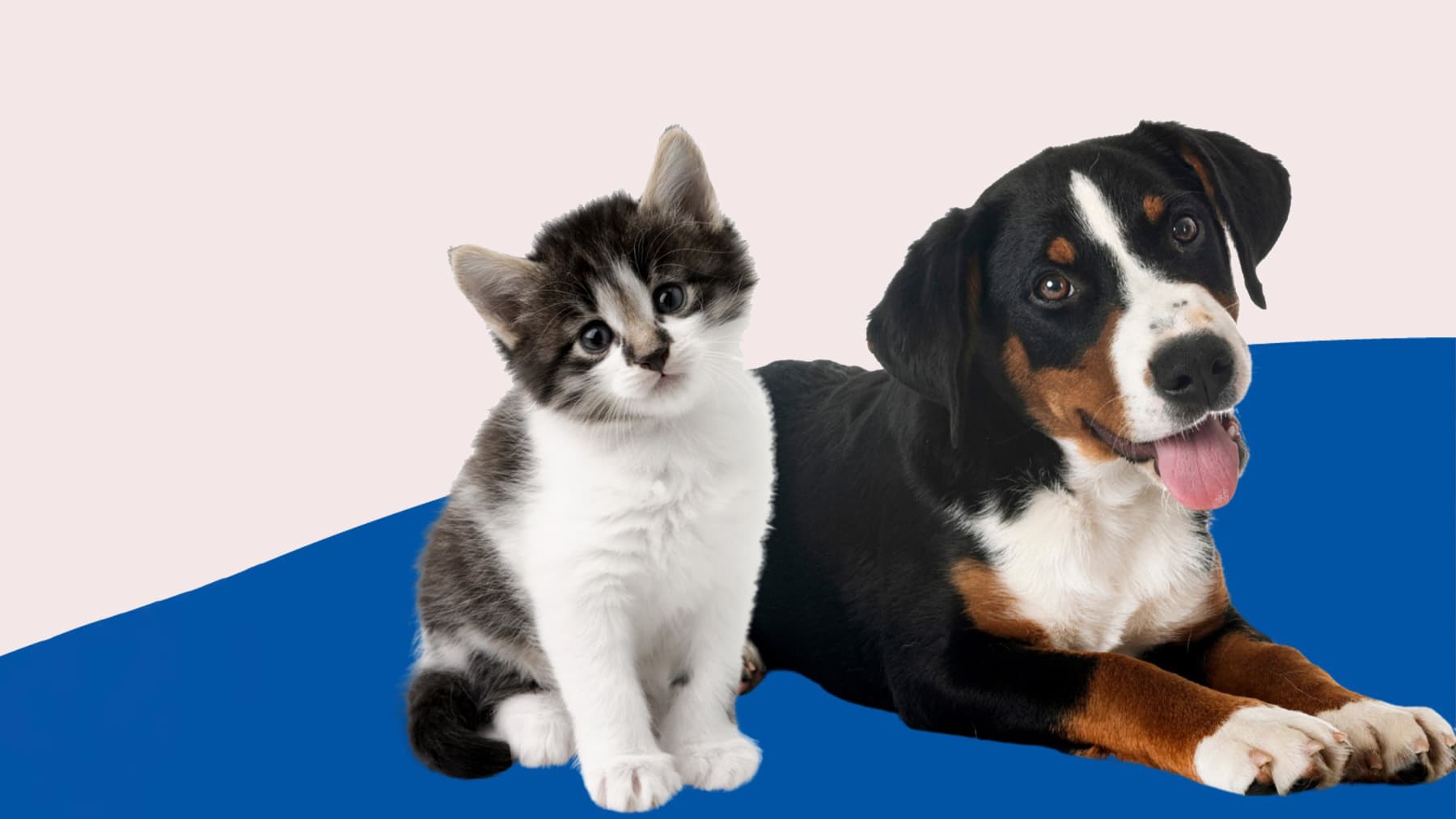 ¿Cómo elegir el alimento de un cachorro o gatito? Hill’s