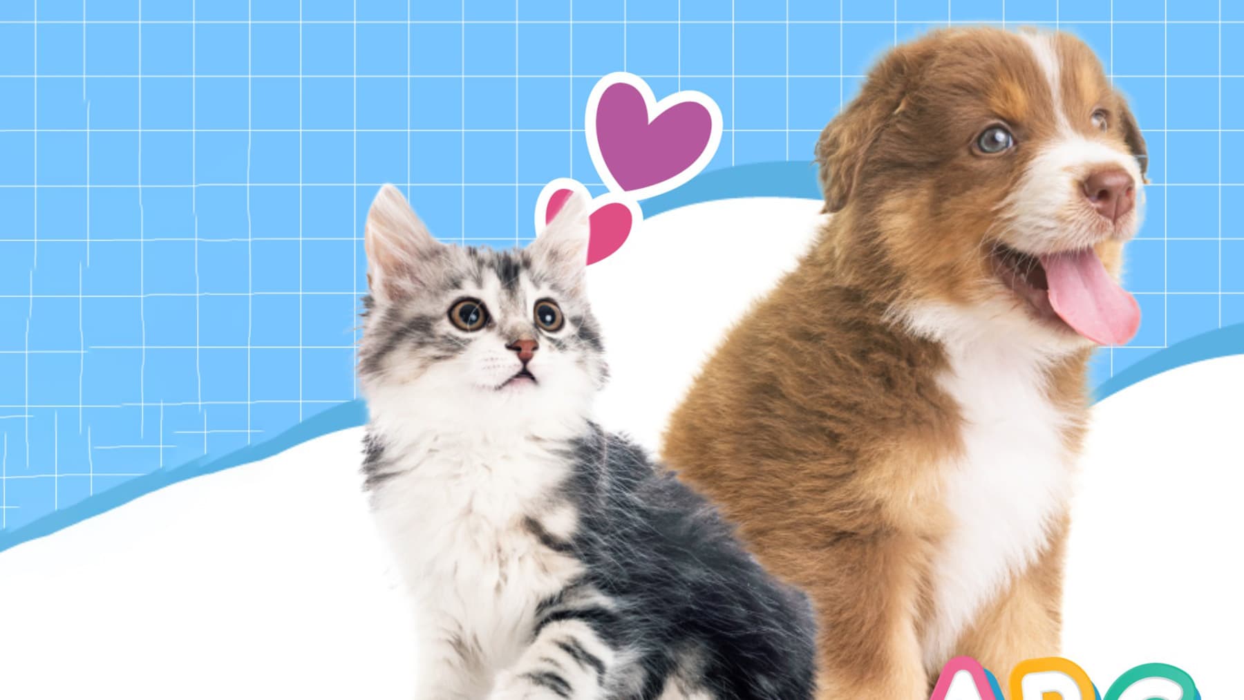 ¿Cómo rescatar un perro o gato en situación de calle?