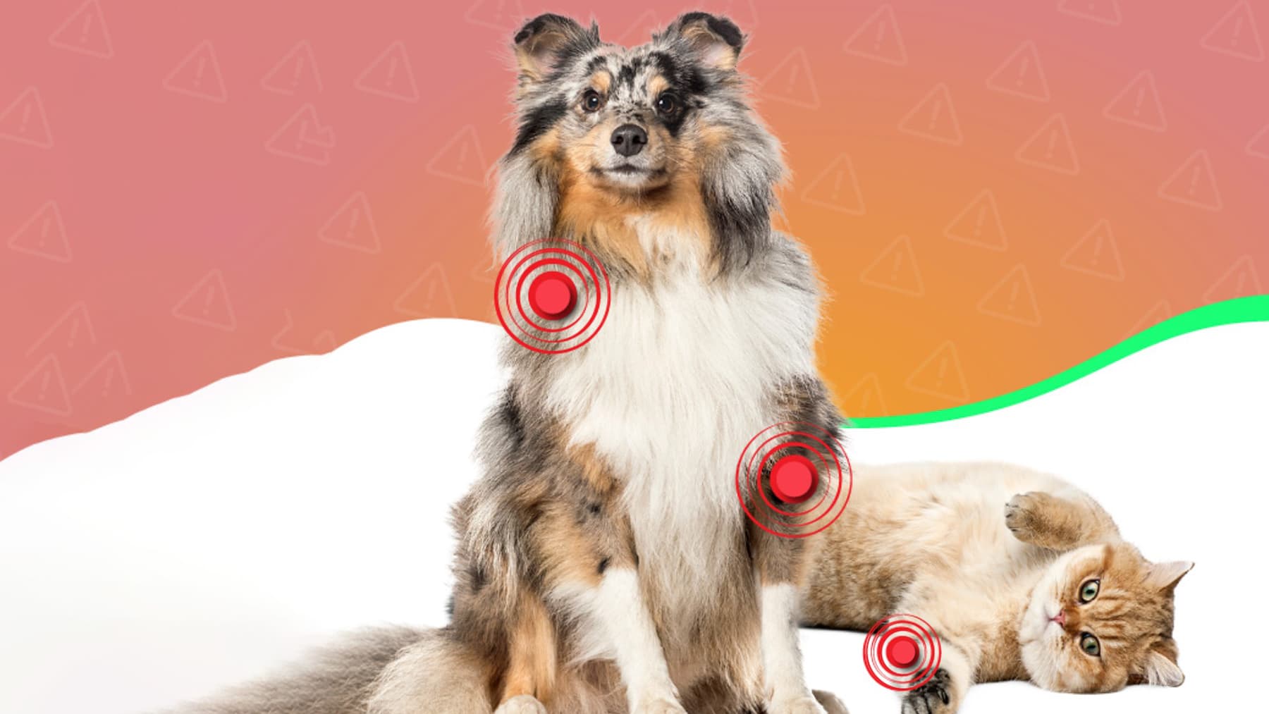 Dolor articular en mascotas mayores
