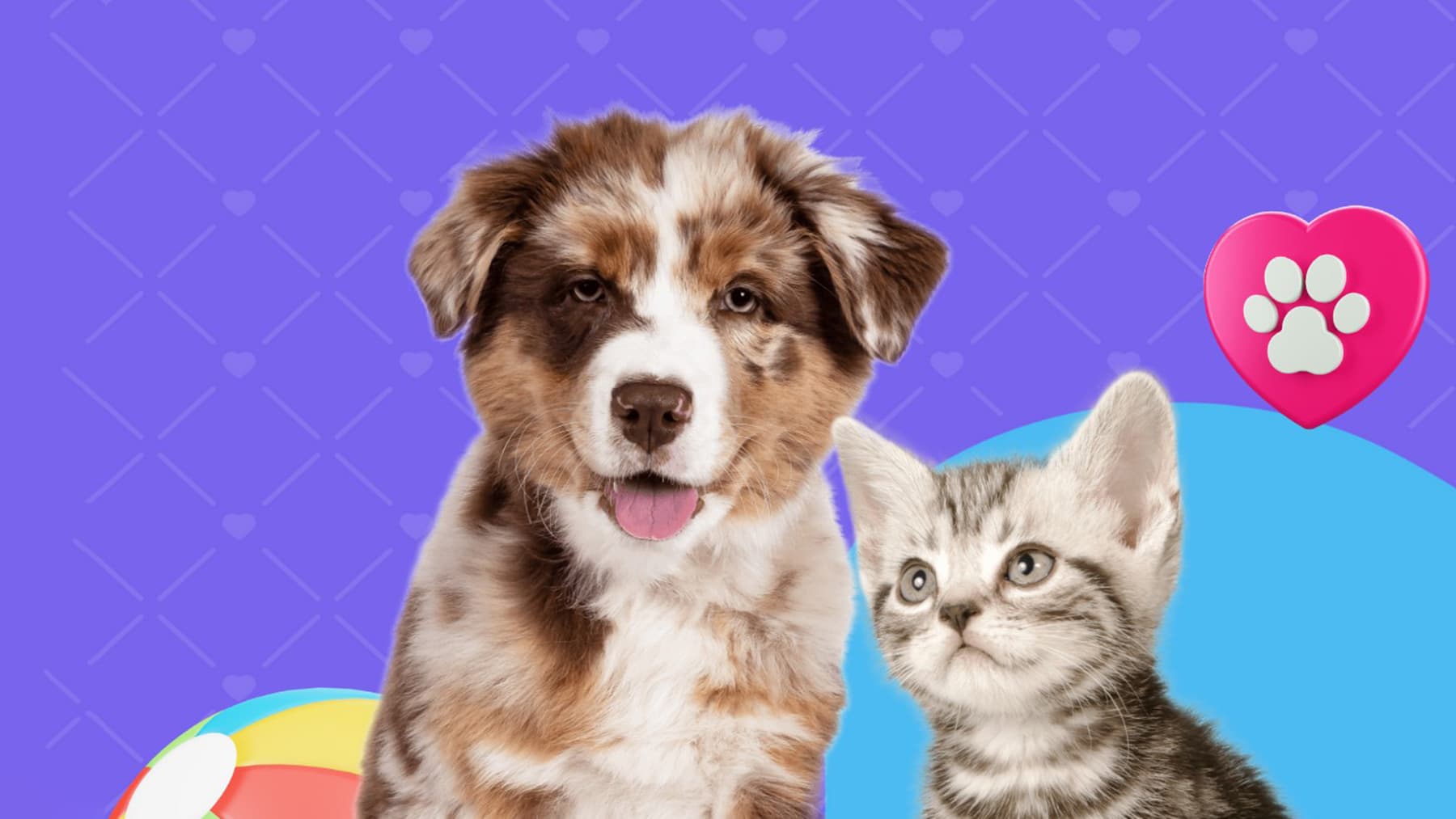 Enriquecimiento ambiental en cachorros