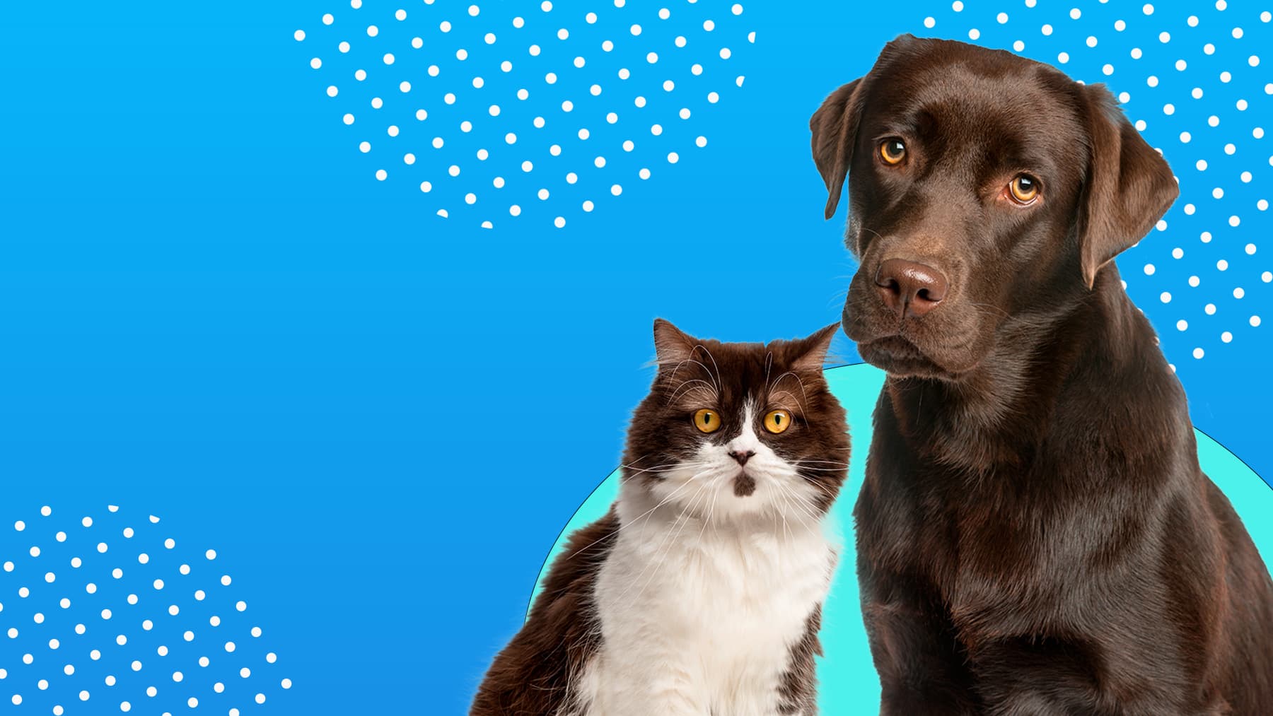 Guía Ayudar a una mascota en envejecimiento