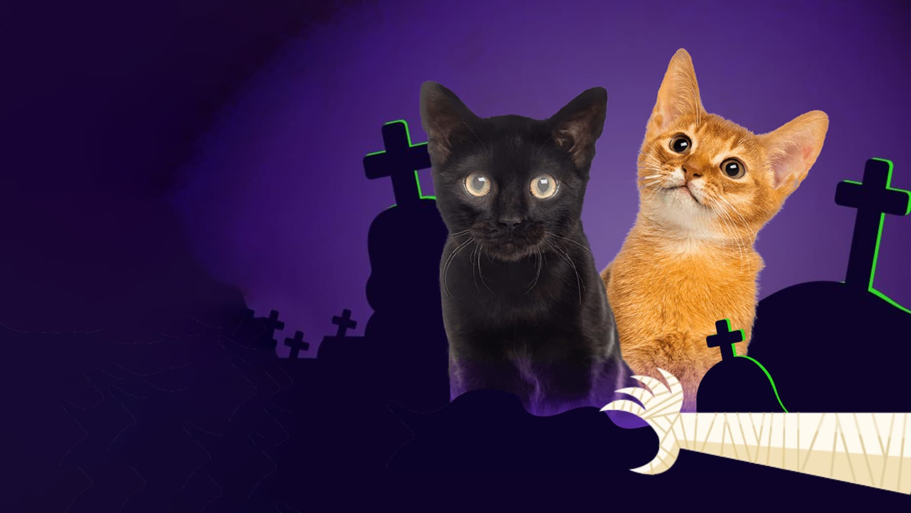 Mitos y verdades Gatos negros vs. Gatos naranjas
