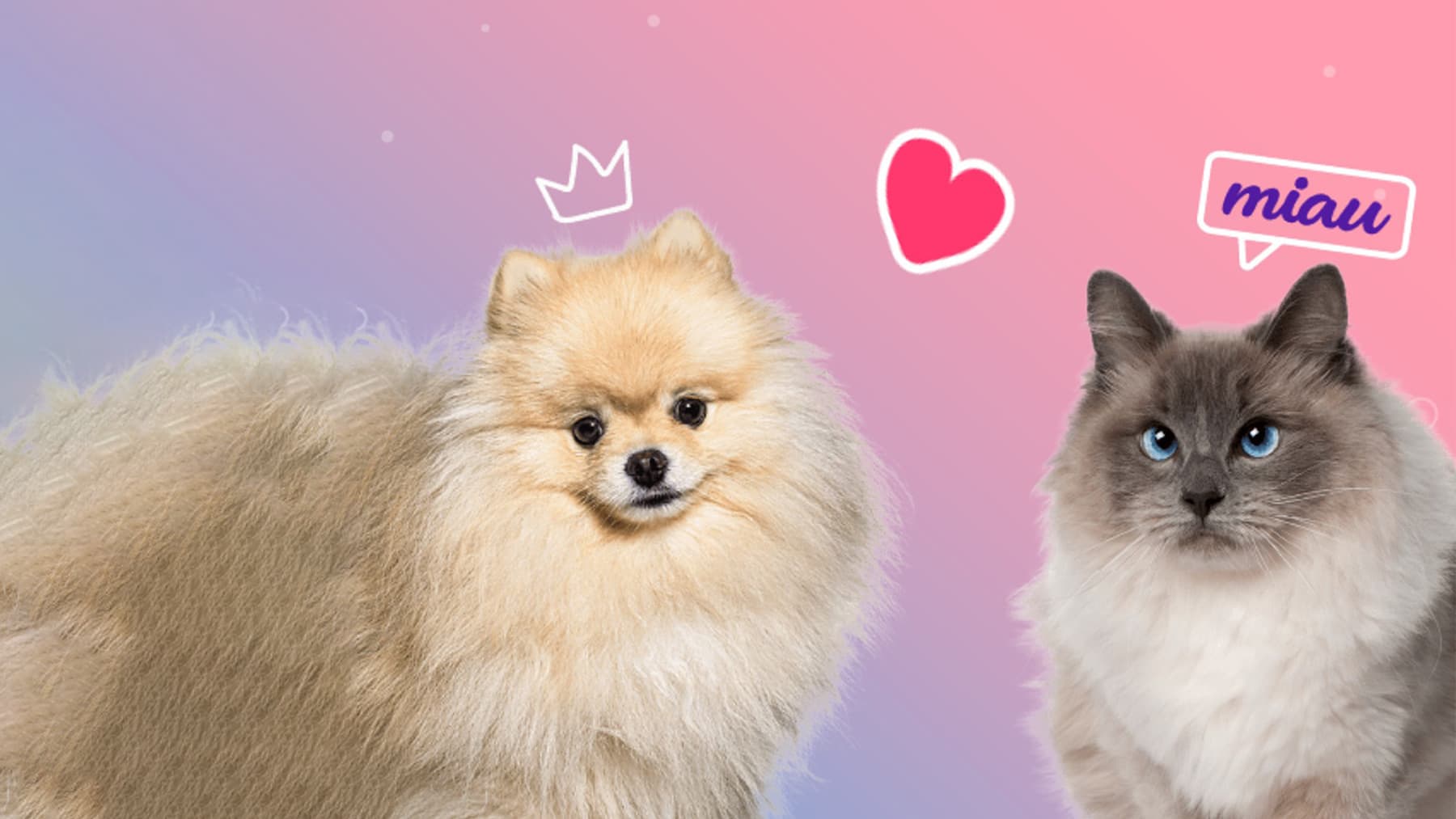 Primer Celo en cachorros y gatitos