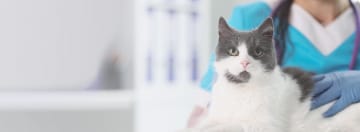 Zona Médico Veterinario