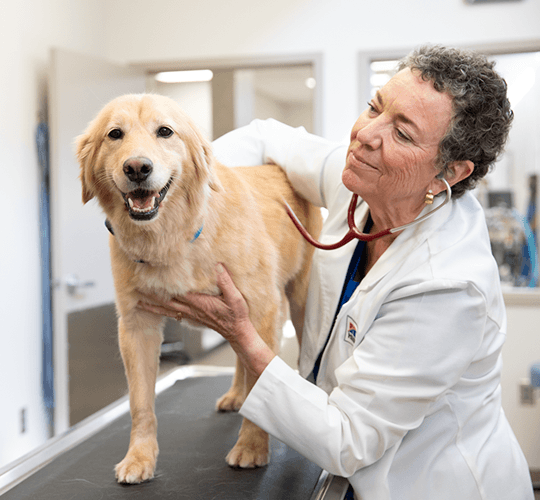 Veterinaria revisando a un perro