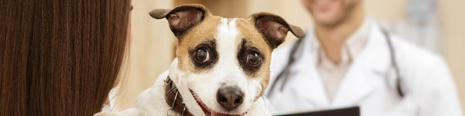 Imagen de Estrategia de TikTok para veterinarias y pet shops en Colombia