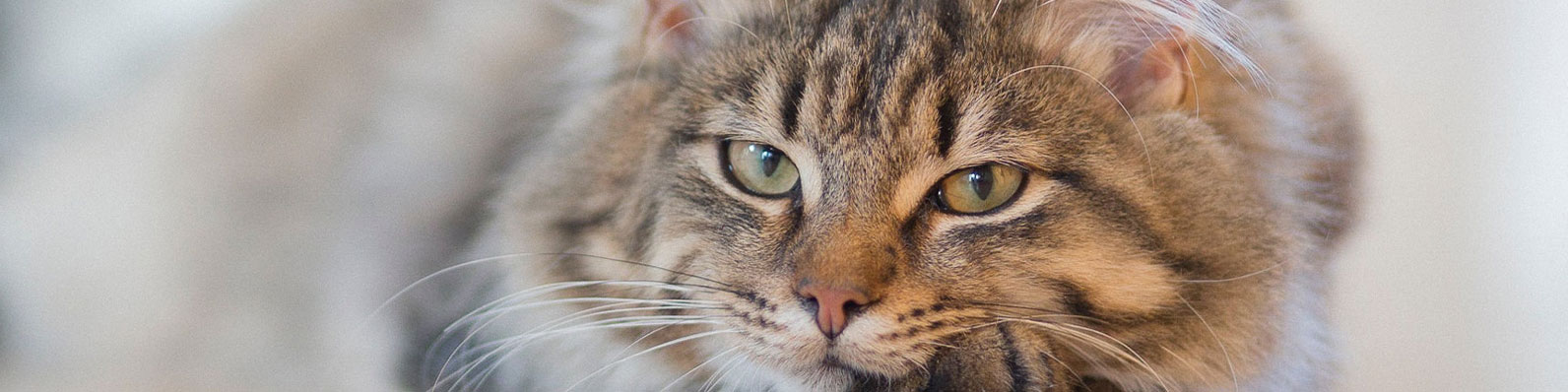 5 razas de gatos exóticos que puedes encontrar en Chile. Padre de